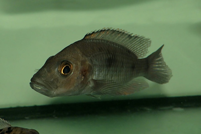 Stigmatochromis modestus 'Mbenji Island'
